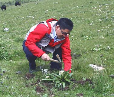 生药学教研室与西藏藏医学院国家自然科学基金合作项目进展顺利